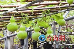 网红吃葫芦瓜视频,趣味横生引网友热议